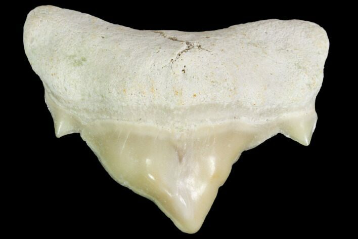 Pathological Otodus Shark Tooth - Morocco #103601